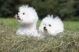 BICHON FRISE 443